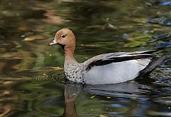 Maned Duck